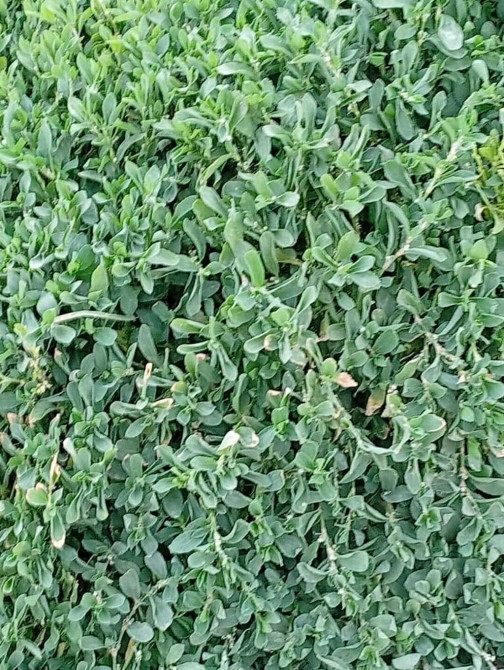 Срочна требуется в кафе повар жен универсал без вредных привычек Bishkek - photo 1