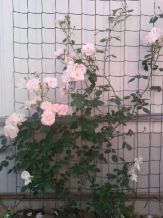 АгроДом Бишкек