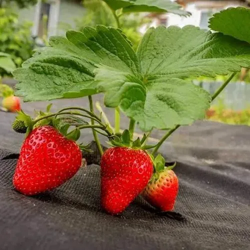 АгроДом Бишкек