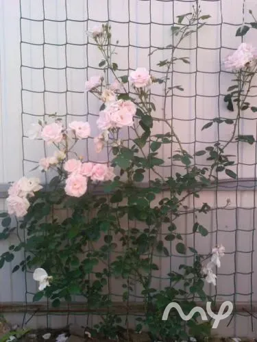 АгроДом Бишкек - изображение 3