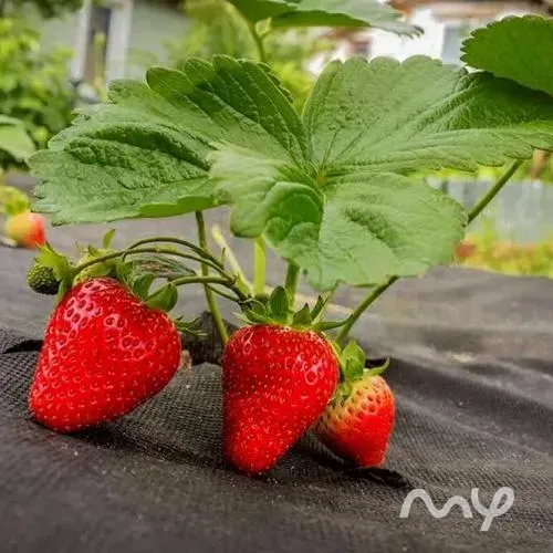 АгроДом Бишкек - изображение 5